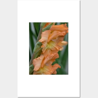 Gladiolus Pretty Peachy Posters and Art